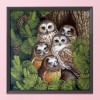 Owl Birds - 11CT Stamped Cross Stitch - 48x48cm