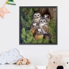 Owl Birds - 11CT Stamped Cross Stitch - 48x48cm