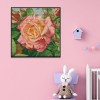 a rose - 14CT Stamped Cross Stitch - 30*30cm