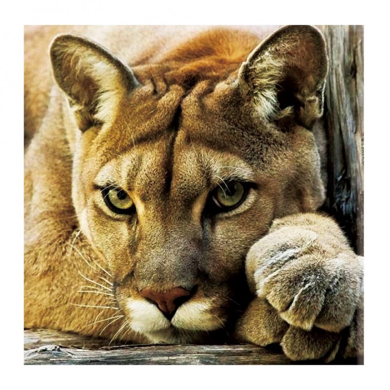 Animal - 14CT Counte...