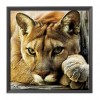 Animal - 14CT Counted Cross Stitch - 40x40cm