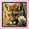 Animal - 14CT Counted Cross Stitch - 40x40cm