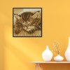 Sleeping cat - 14CT Stamped Cross Stitch - 22*22cm