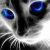 Blue Eyed Cat - Full Round Diamond - 40x30cm