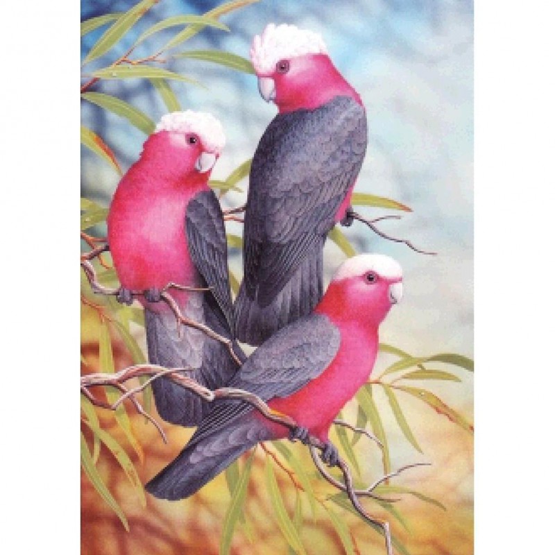 Parrots - Full Round...