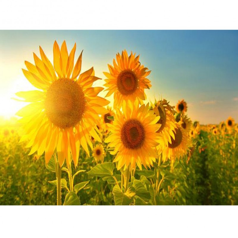 Sunflower - Full Rou...