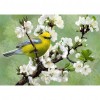 White Plum Blossom - Full Round Diamond - 40x30cm