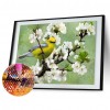 White Plum Blossom - Full Round Diamond - 40x30cm