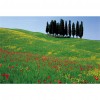 Ocean Of Flowers - Full Round Diamond - 40x30cm
