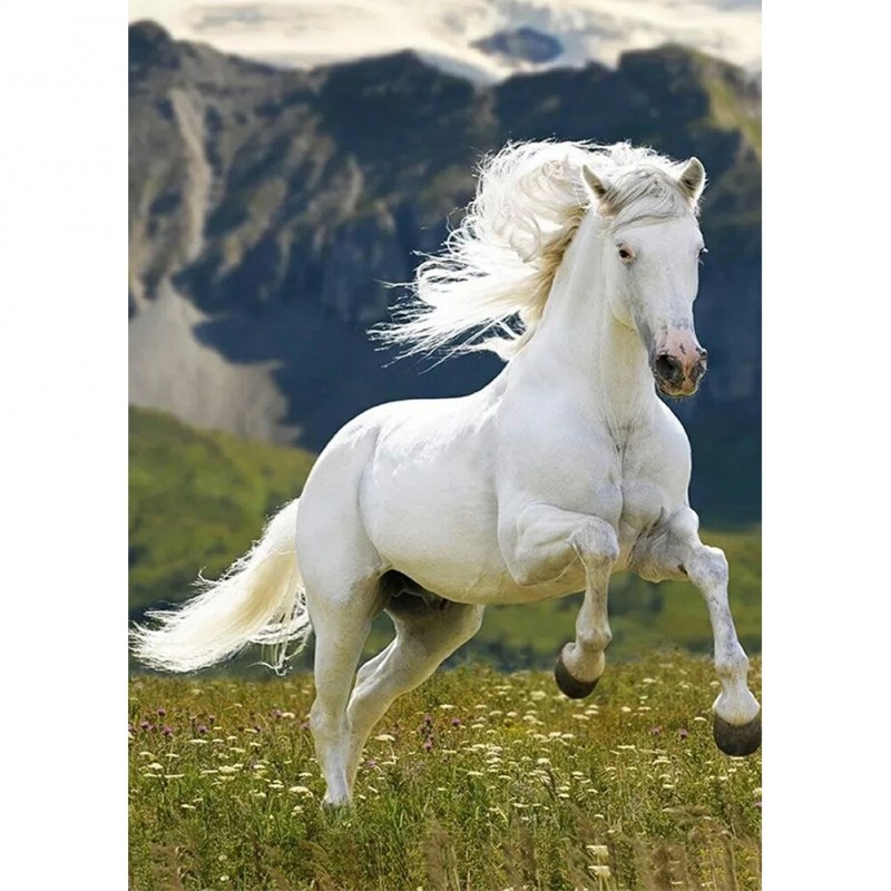 Horse - Full Round D...