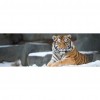 Tiger Animal Kid - Full Round Diamond - 80x30cm