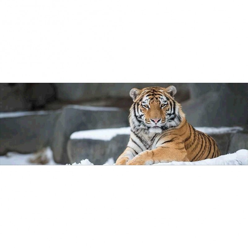 Tiger Animal Kid - F...
