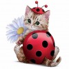 Cat-Round Diamond-30*30CM