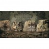 Animals Hanging Digitals - Full Round Diamond - 50x50cm