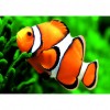 Swimming Fish - Full Round Diamond Painting - 30x40cm