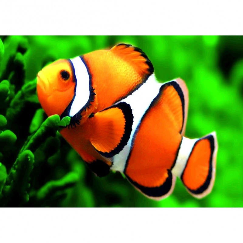 Swimming Fish - Full...