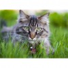 Cat - Full Round Diamond - 30x40cm