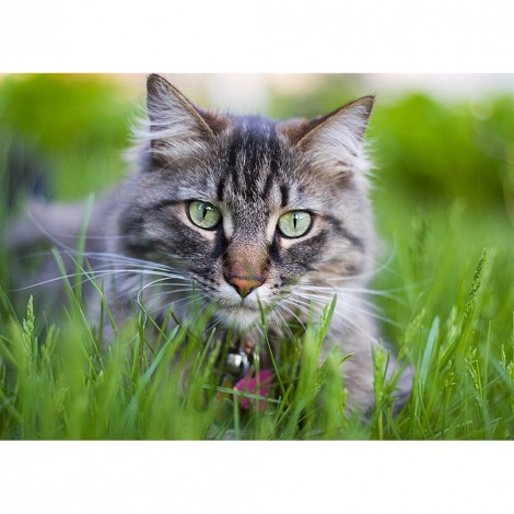 Cat - Full Round Diamond - 30x40cm