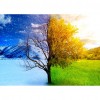 Autumn Winter Tree - Full Round Diamond - 30x40cm