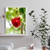 Love Rose - Full Round Diamond - 30x40cm