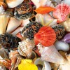 Seashell - Full Diamond Painting - 30x30cm