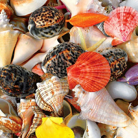 Seashell - Full Diamond Painting - 30x30cm