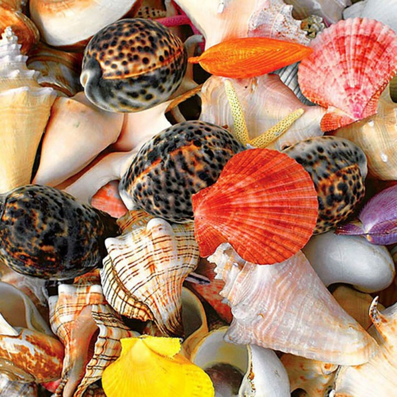 Seashell - Full Diam...