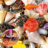 Seashell - Full Diamond Painting - 30x30cm