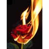 Burning Rose - Full Round Diamond - 30x40cm