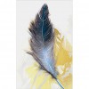 Feather - Full Round Diamond - 40x60cm