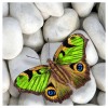 Stone Butterfly - Full Round Diamond - 30x30cm