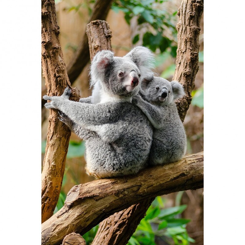 Koala - Full Round D...