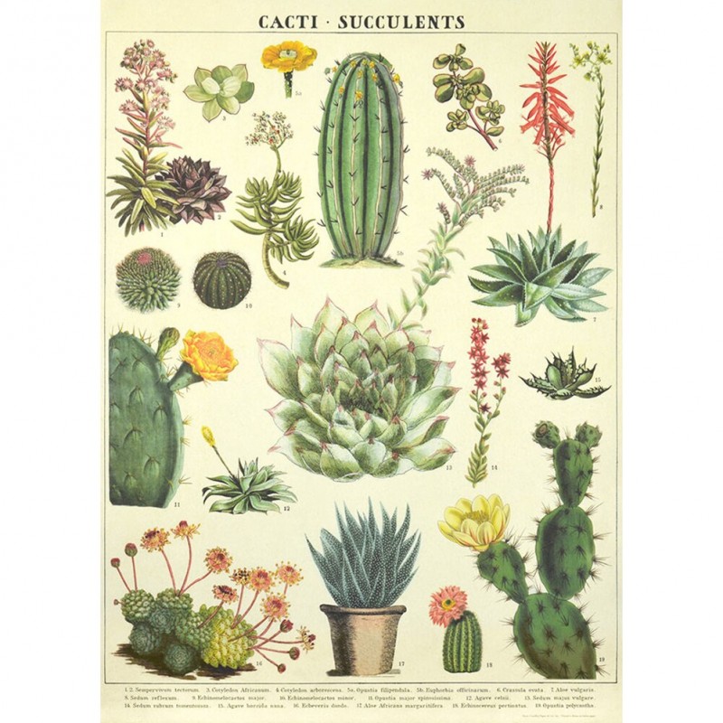 Cacti Succulent of -...