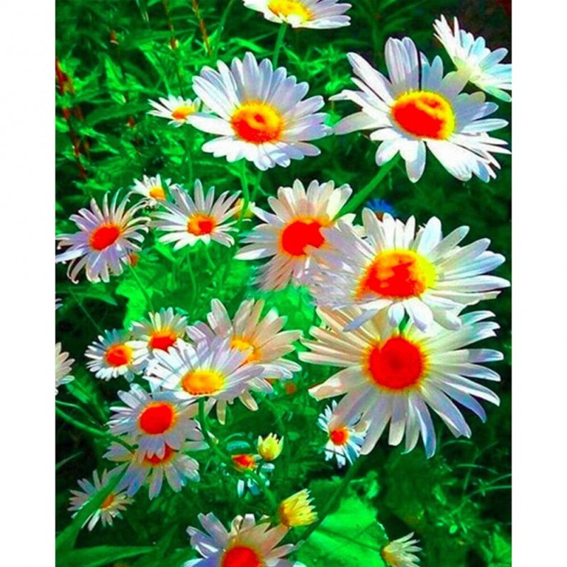 Color Flower - Full ...