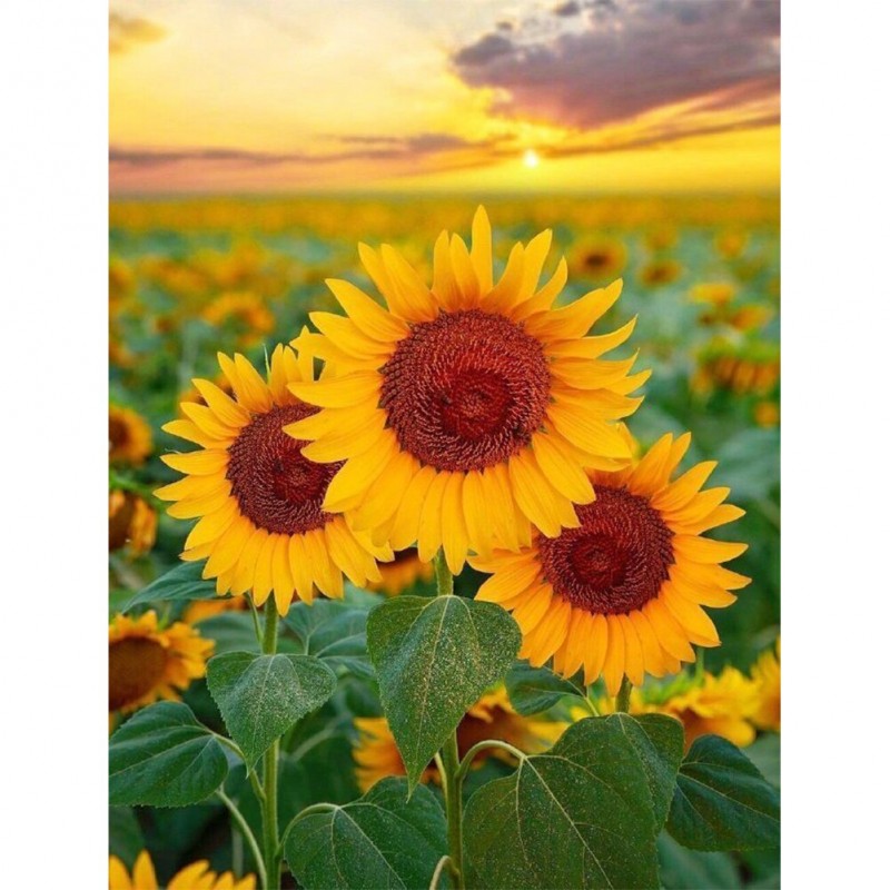 Sunflower - Full Rou...