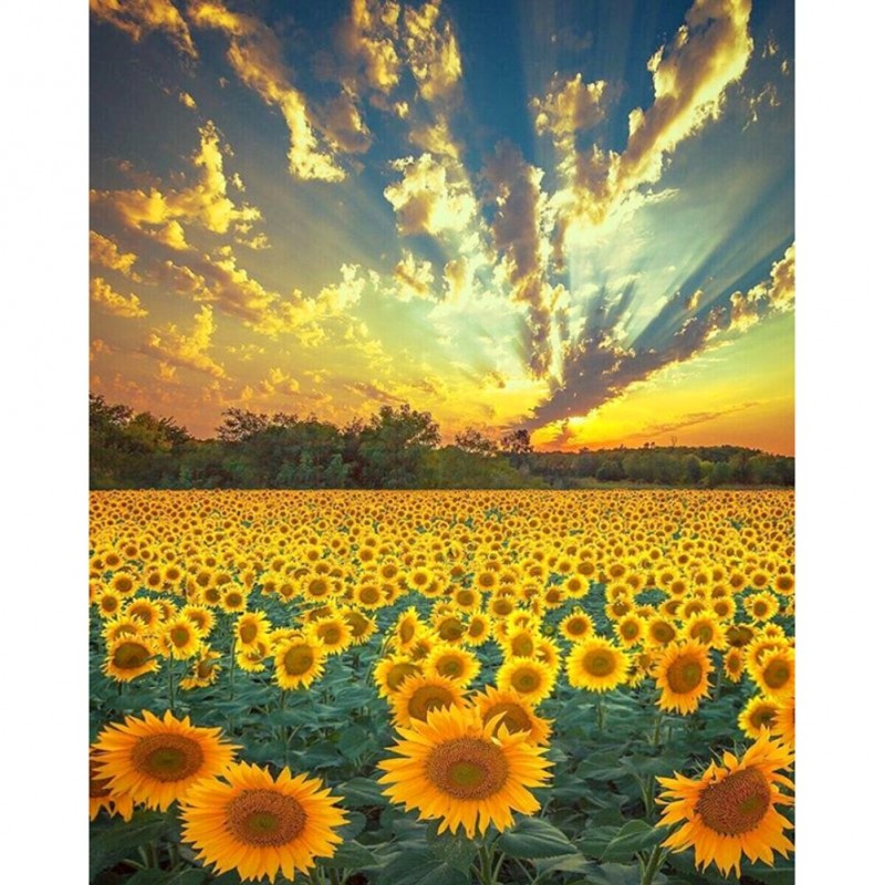 Sunflowers - Full Ro...
