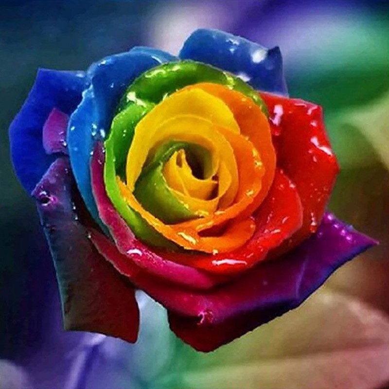Colorful Flower - Fu...