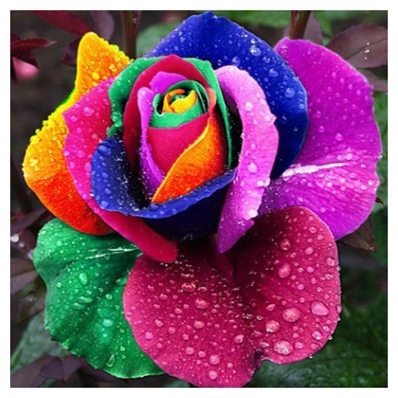 Colorful Flower - Fu...