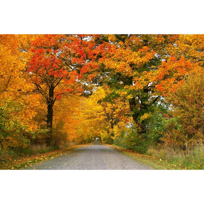 Fall Tree Road - Ful...