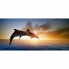 Dolphin - Full Round Diamond - 80x40cm