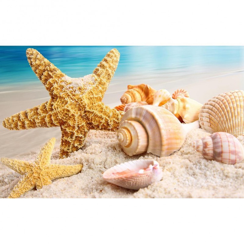 Conch - Full Round D...