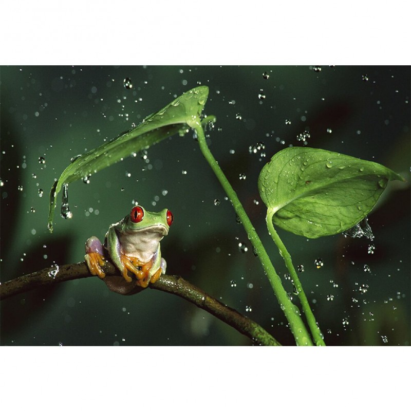 Tree Frog 40x30cm - ...