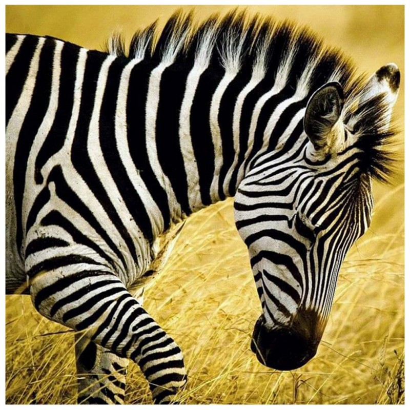Walking Zebra - Full...