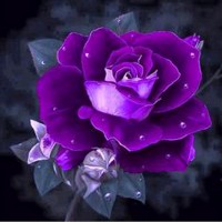 Rose Flowers - Partial Di...